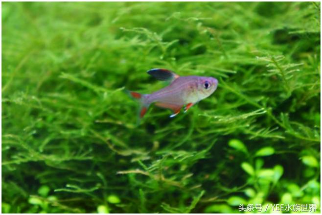 水草造景的优缺点,水草造景前景