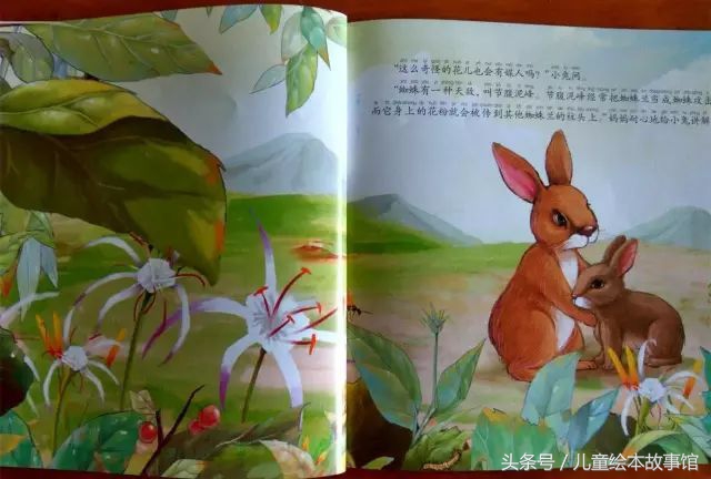 儿童绘本故事美丽的风景,花儿的故事绘本