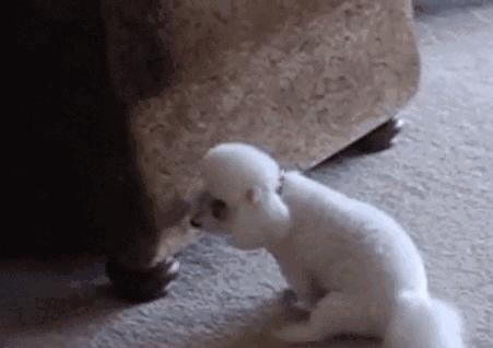 常被误解的4个狗狗肢体语言,狗狗的肢体语言你了解吗