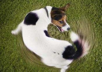 常被误解的4个狗狗肢体语言,狗狗的肢体语言你了解吗