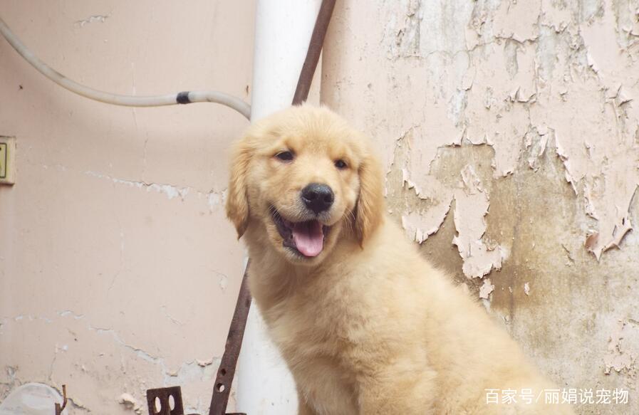 金毛*交犬**配需要注意些什么？