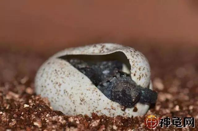 龟苗病,如何预防草龟苗应激