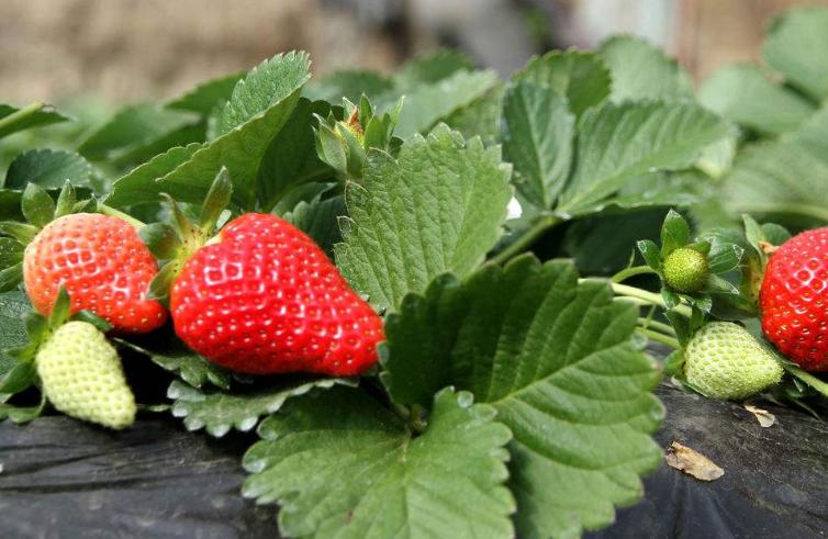 草莓刚开花要怎么管理,草莓开花后如何管理