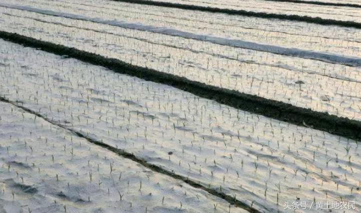 全球大蒜网2019年大蒜库存量,库蒜10年内大蒜价格曲线图