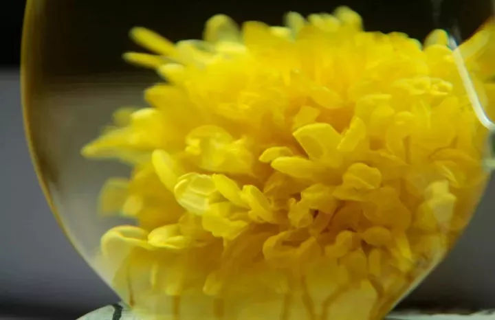 怀菊毫菊杭菊滁菊对比图,亳菊滁菊贡菊杭菊鉴别