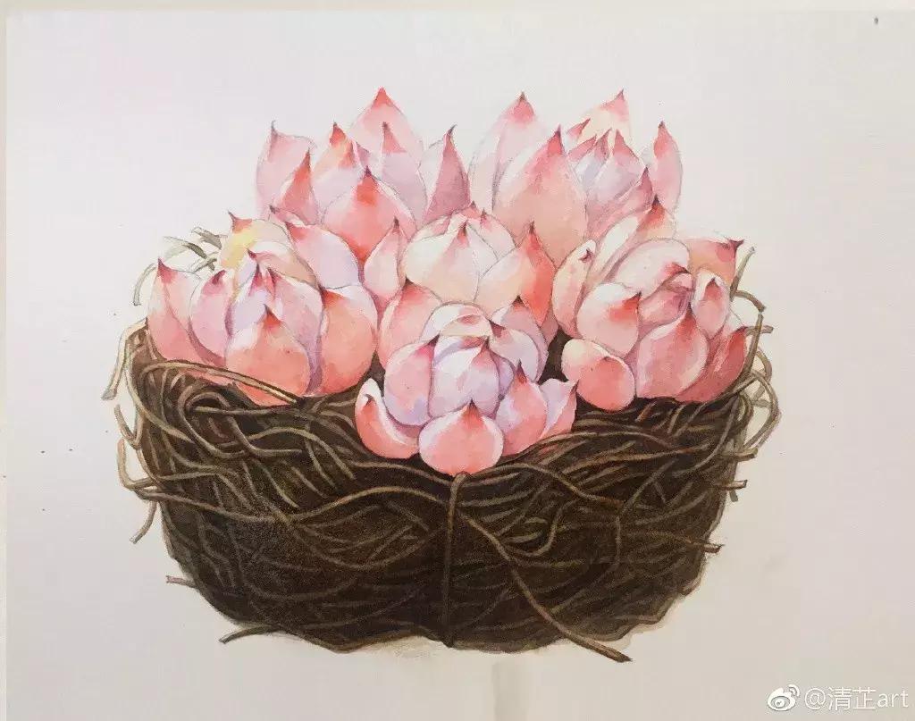 多肉上色真正的原因,多肉上色的变化