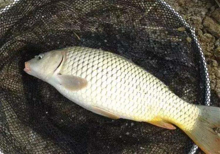 钓鱼爆炸钩饵料配方视频,野钓爆炸钩饵料配方视频教程