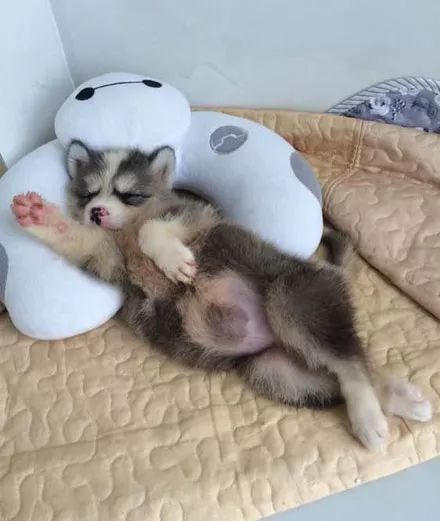 网友出门逛街,发现有一只低价出售的二哈,买回去结果赚大发了!