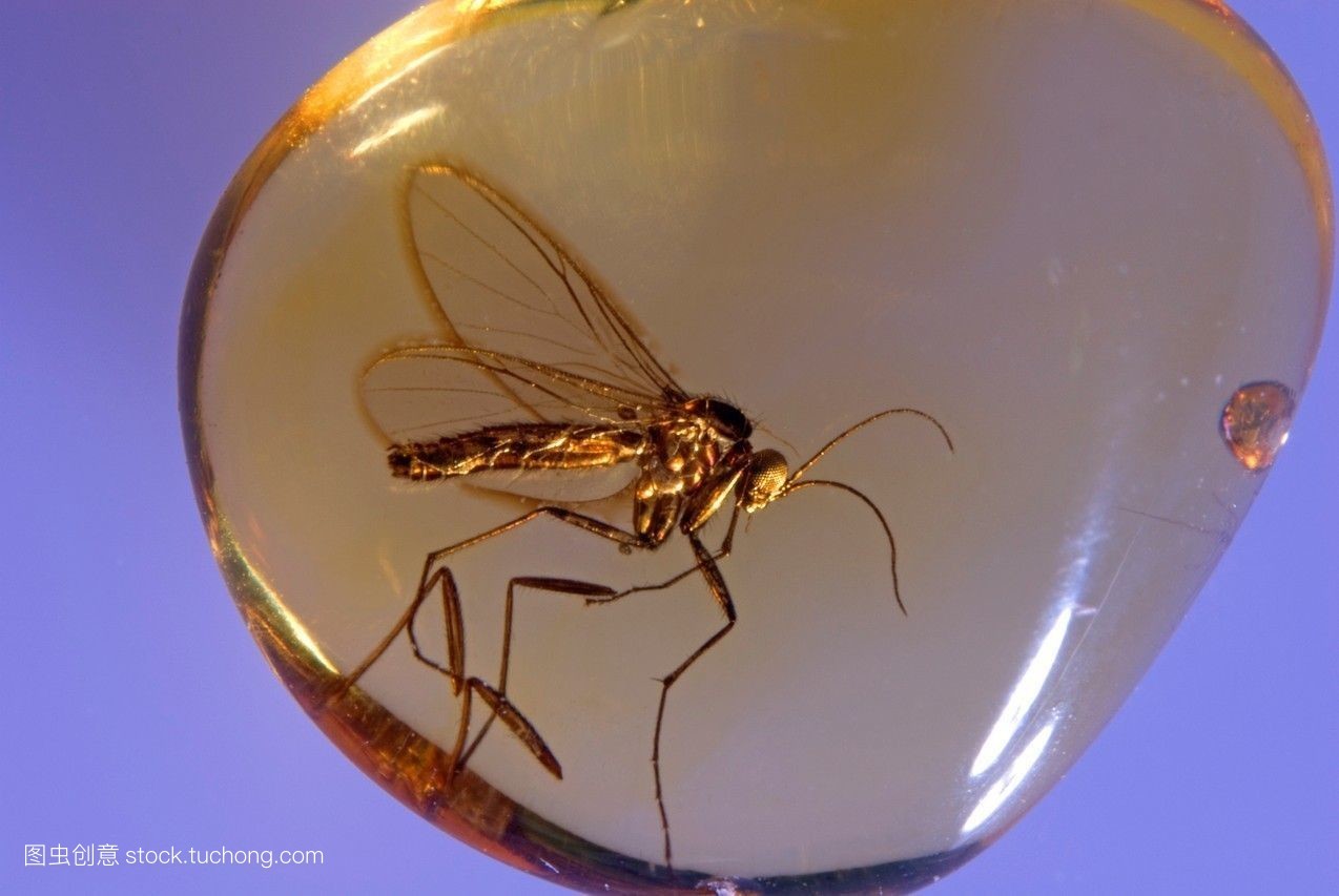 老蜜蜡琥珀分多少种,天然琥珀和蜜蜡的区别是什么