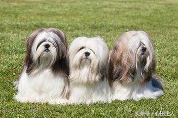 中国名犬,中国有什么名犬