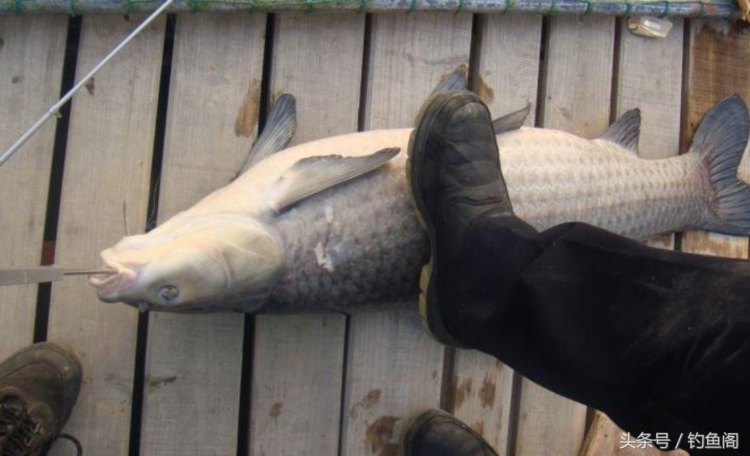 黑坑钓大青鱼巨青,30斤的青鱼算是巨青吗