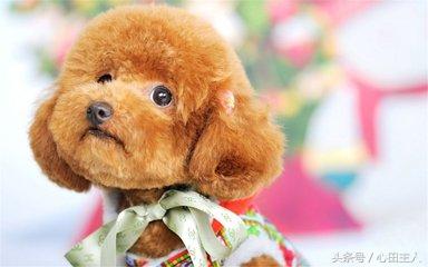 养宠物泰迪犬的正确饲养方法,家养泰迪的的生活习性