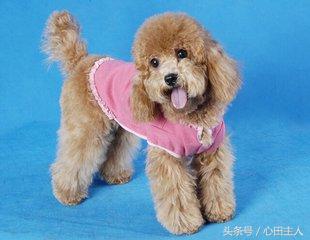 常见的几种家养狗狗,亳州正宗泰迪犬种有哪些