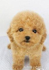 常见的几种家养狗狗,亳州正宗泰迪犬种有哪些