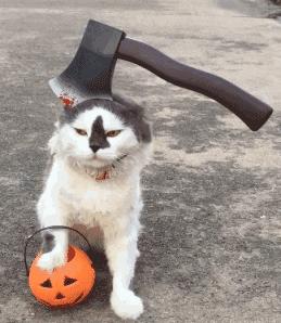 可爱猫咪万圣节,可爱的猫咪万圣节