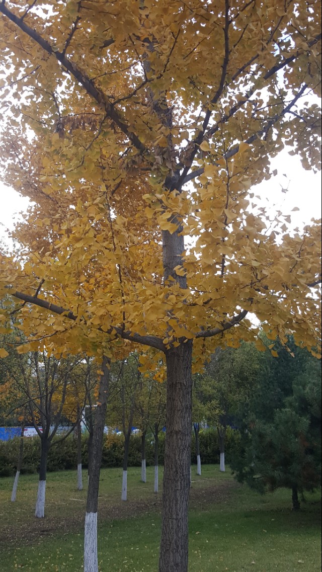 华为mate20pro现在还能买吗,华为mate20pro还可以入手吗