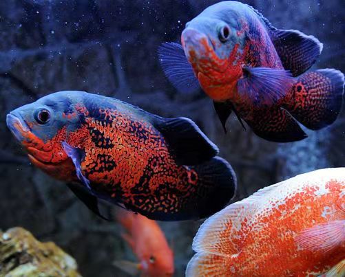 地图鱼鹦鹉混养注意事项,饲养地图鱼需要很强的过滤系统吗