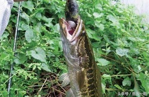 用路亚时鱼咬钩怎么判断,路亚黑鱼如何找标点分享四个技巧