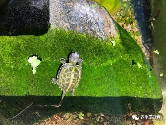 怎样解决龟苗生病的问题,怎么提高龟苗的存活率