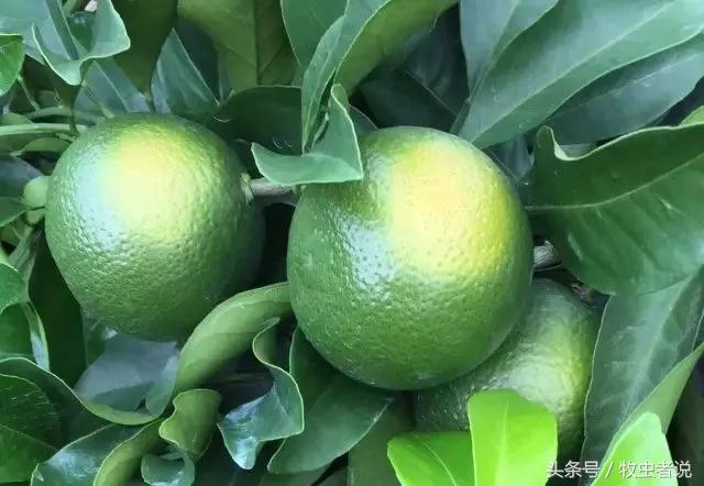 柑橘成熟果实太软怎么回事,柑橘果实发黄是怎么回事