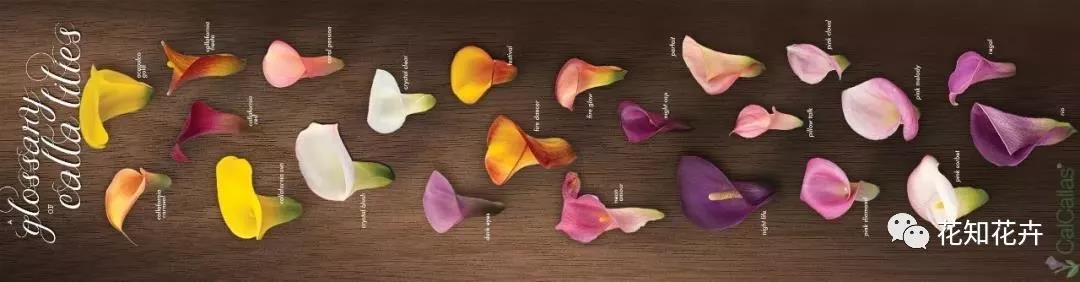 马蹄莲和海芋哪个贵,海芋和马蹄莲区别是什么