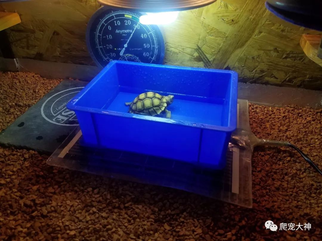 陆龟刺激排酸液,陆龟泡澡不排酸