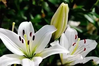 什么花朵的花语是救赎的花语,花语大全花的数量