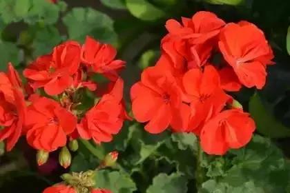 什么花朵的花语是救赎的花语,花语大全花的数量