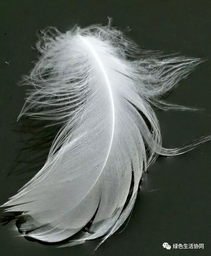 你买到真正的羽绒被了吗,淘宝哪里能买到真的羽绒被