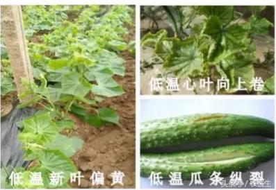 秋冬季节温度降低,用了它助力地温提升,预防蔬菜低温病害不用愁