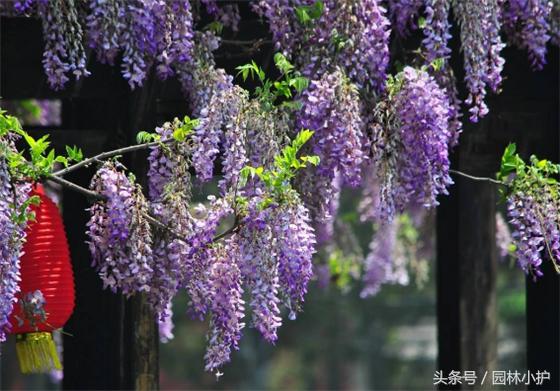 10种超美的紫红色花,十种最漂亮的深紫色花