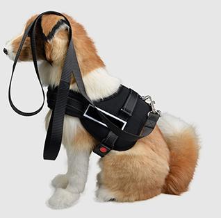 怎么纠正狗狗出门凶,如何纠正狗狗见到狗狗爆冲坏习惯