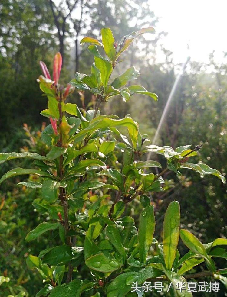 张国鹏钧瓷,张国鹏素描