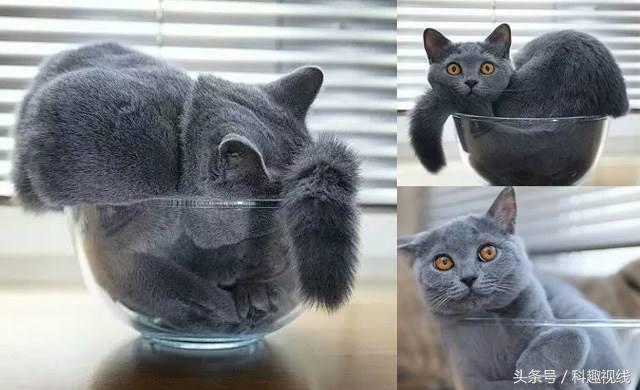 科学家发表了一篇“猫是液体”的论文，获得了搞笑诺贝尔奖