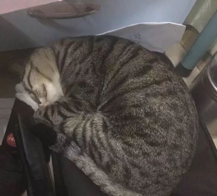 总有一只情绪稳定的猫,一只很有格局的猫