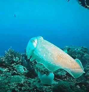 乌贼鱿鱼八爪鱼章鱼有什么区别,章鱼乌贼鱿鱼傻傻分不清怎么办