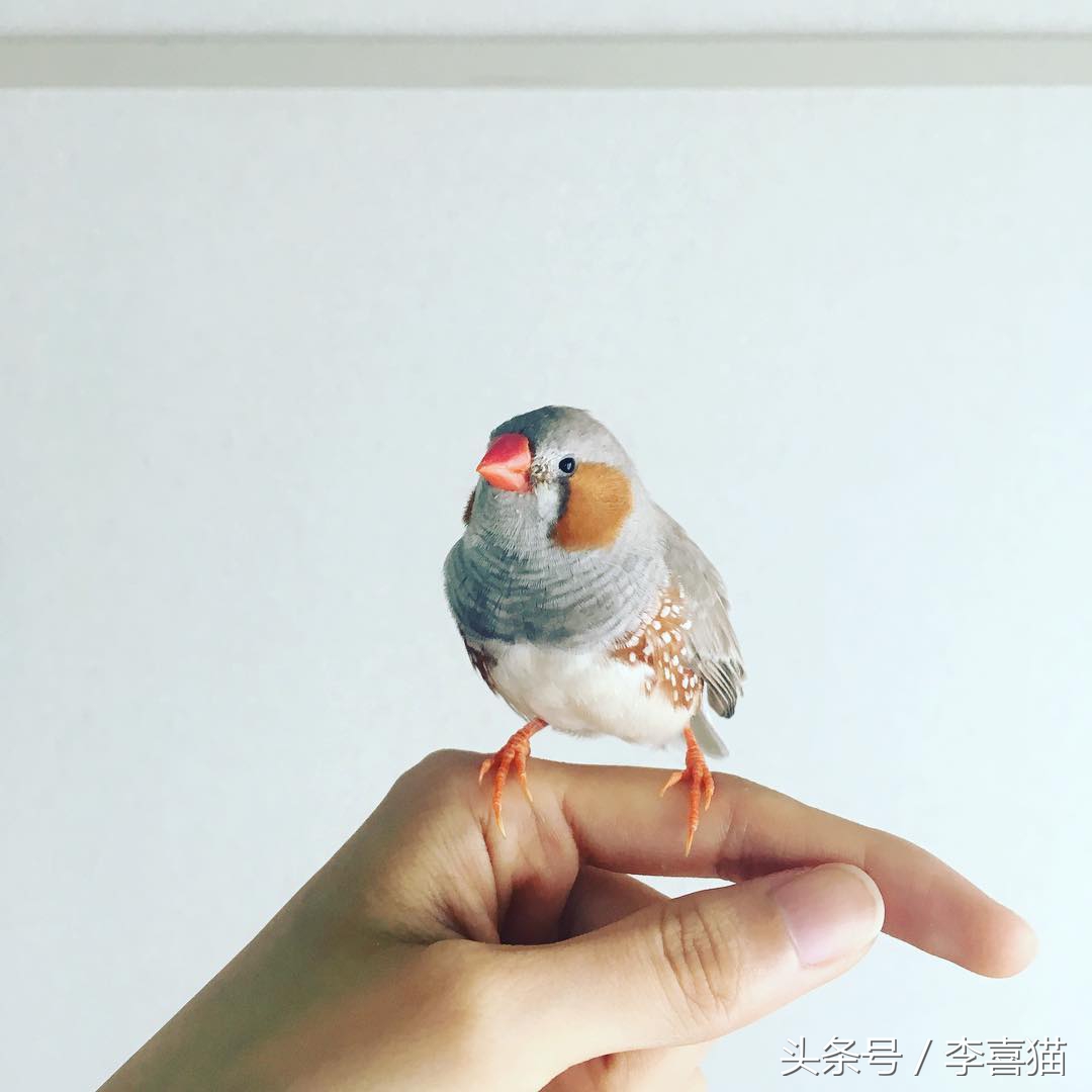 新手主人只要注意这些，就能跟天生胆小谨慎的珍珠鸟搞好关系啦！