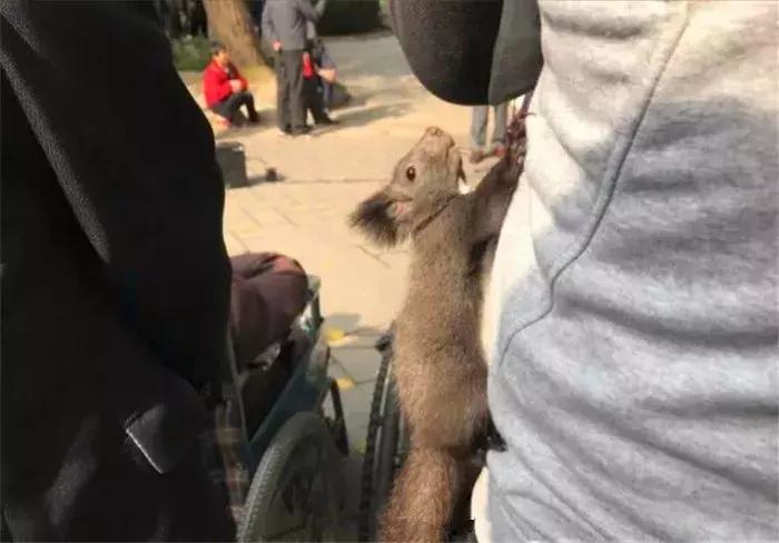 孤独老人养什么宠物,孤独老人养一只鹅作伴