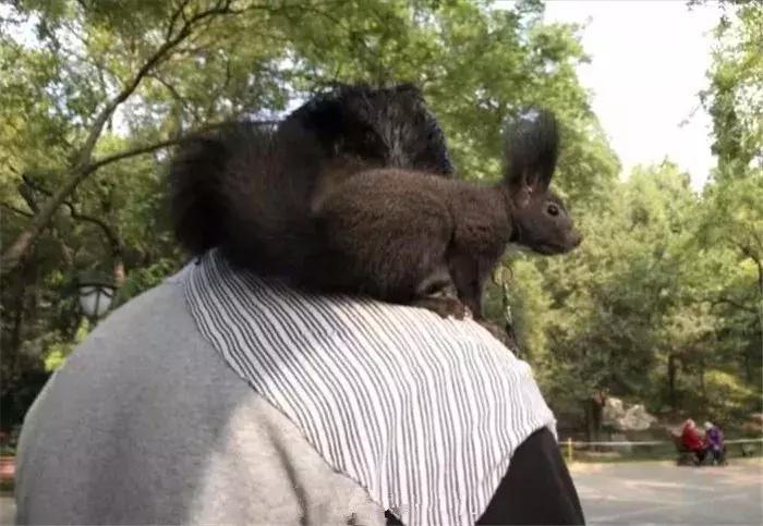 孤独老人养什么宠物,孤独老人养一只鹅作伴