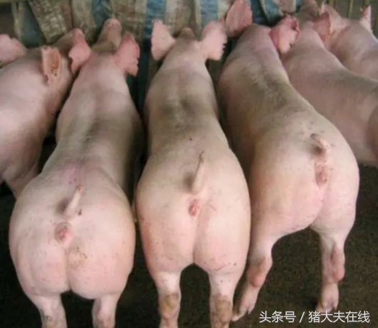 畜牧养殖最注重什么,畜牧养殖经验技巧