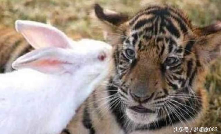 本想给老虎改善生活，将兔子丢了进去，第二天去查看时顿时傻了眼