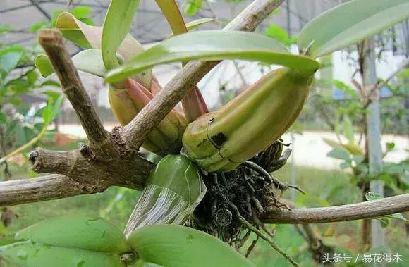 香蕉兰和翠兰有什么区别,兰花四季兰最好最香的品种