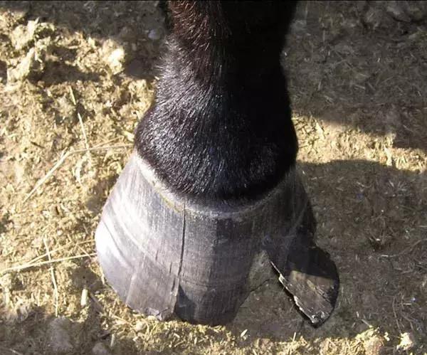 宋朝那么厉害为什么还会被打掉,宋朝历史真的很强吗