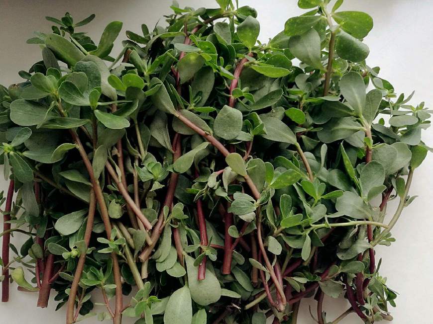 痔疮一吃辣就复发,痔疮出大量血中医疗法