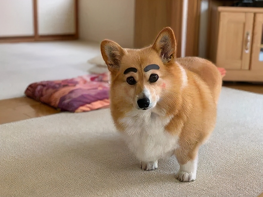 柯基犬的毕生愿望你完成了几个,柯基犬喜欢做什么事情