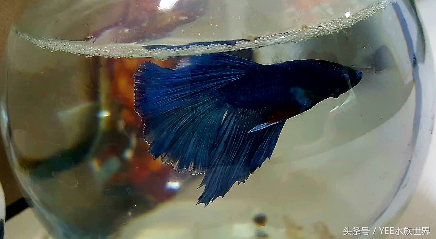 水发白硝化细菌崩溃需要加么,鱼缸硝化细菌崩溃几天能恢复