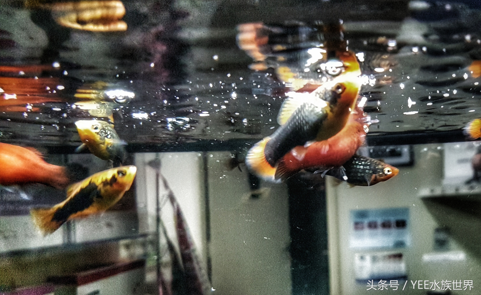 硝化系统崩溃如何正确换水,鱼缸硝化系统崩溃了怎么快速恢复