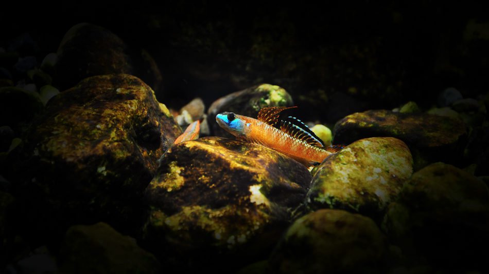 长城杯溪流造景大赛,长城杯造景大赛