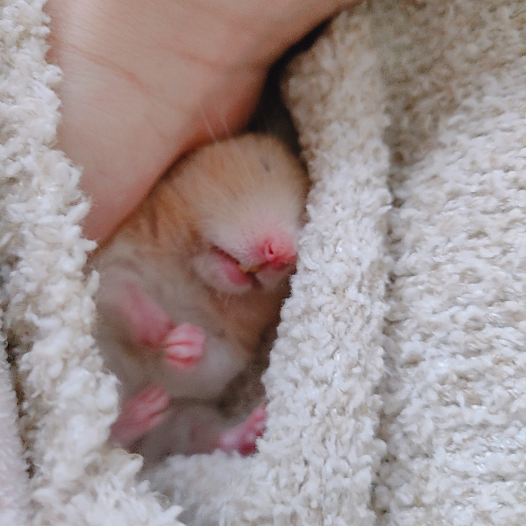 金丝熊喂养的正确方法,金丝熊喂养指南