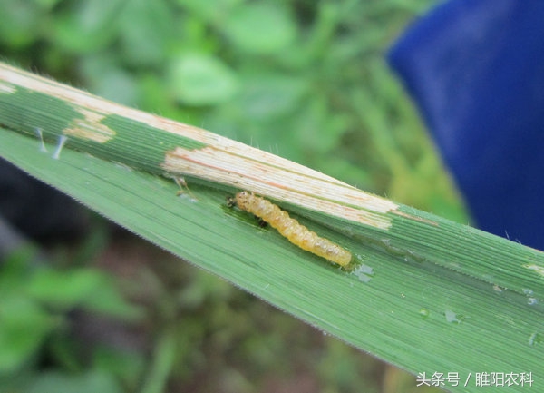 强虫特效杀虫药,防治青虫新药